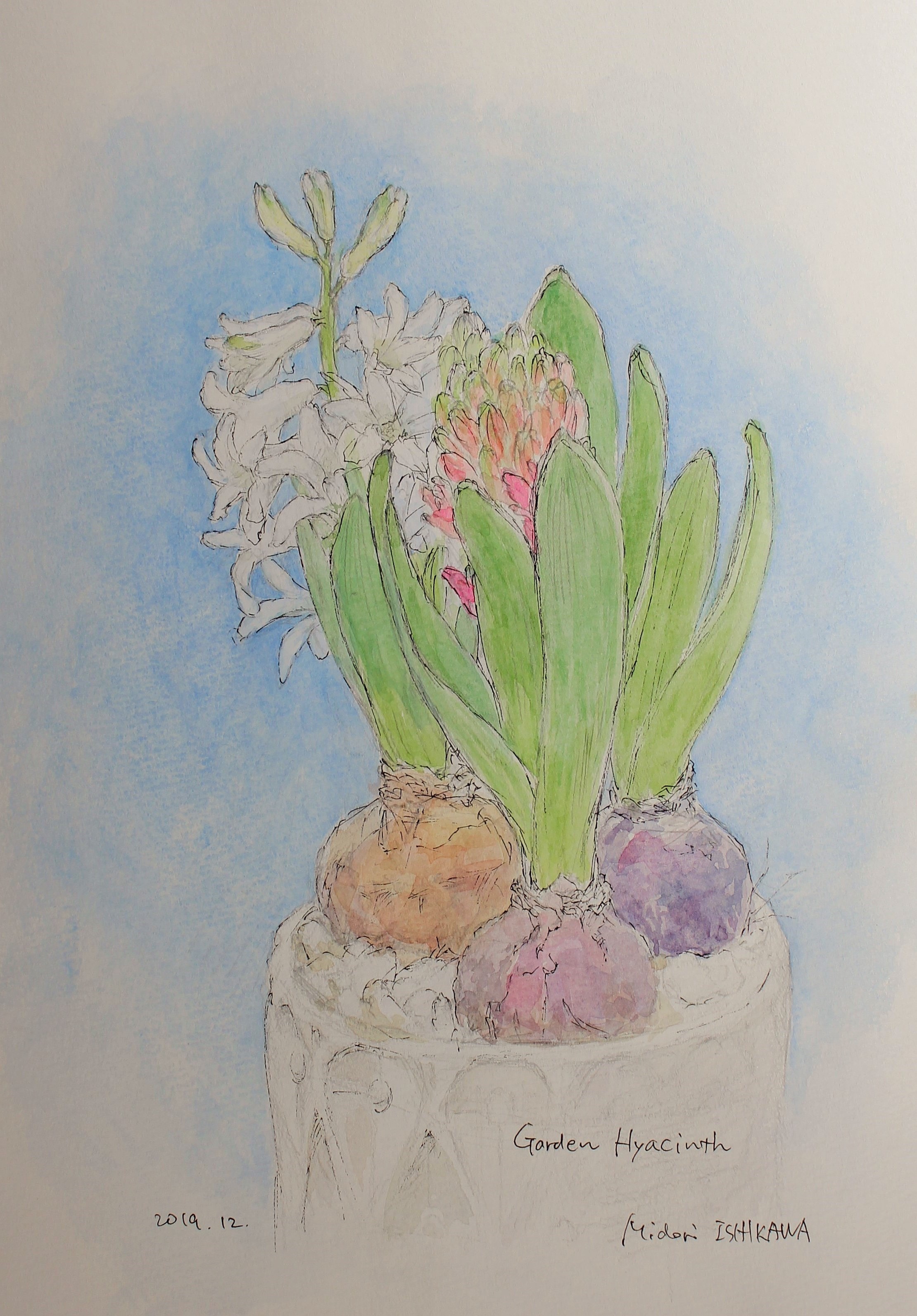 自作絵画 原画【ヒヤシンス】水彩画 色鉛筆画 - メルカリ